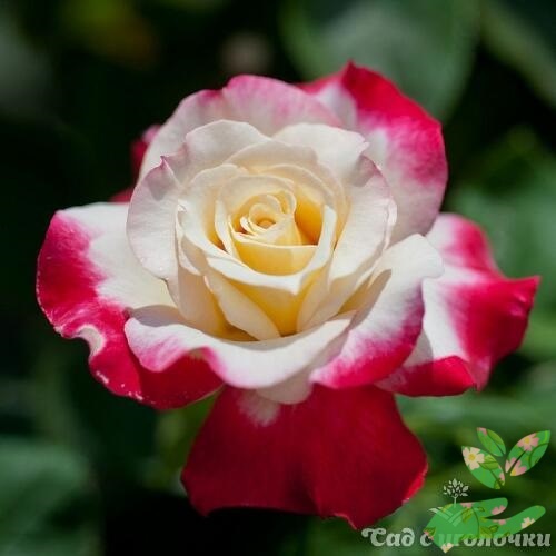 Розы Дабл Делайт фото 1