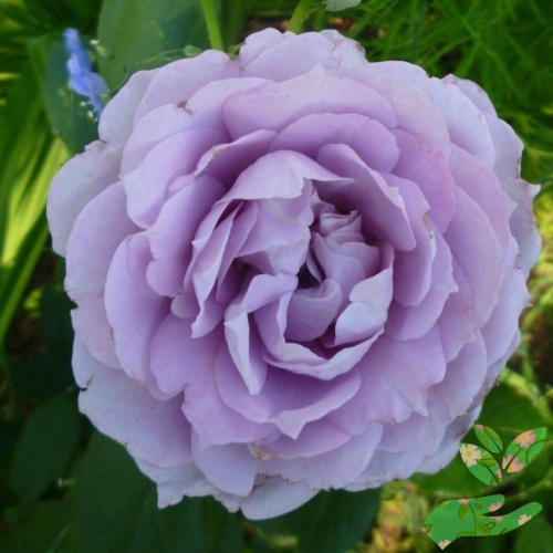 Розы Новалис фото 1