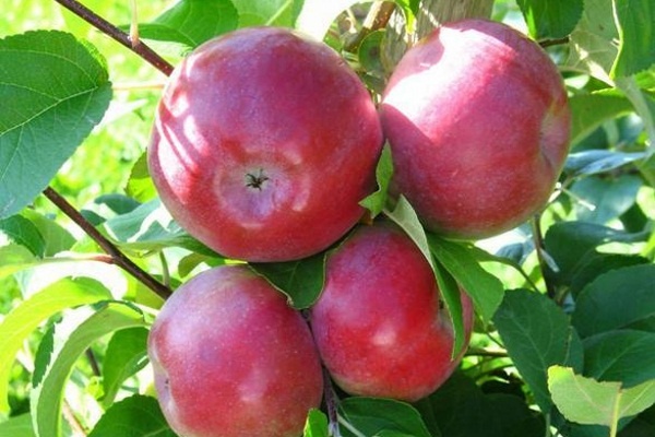 Саженцы яблони Лобо фото 2