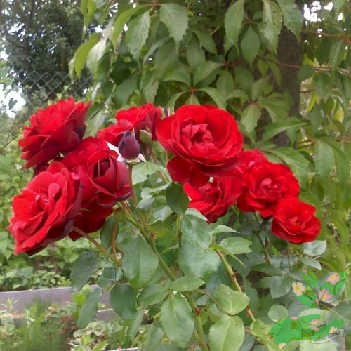 Розы Орфео фото 1