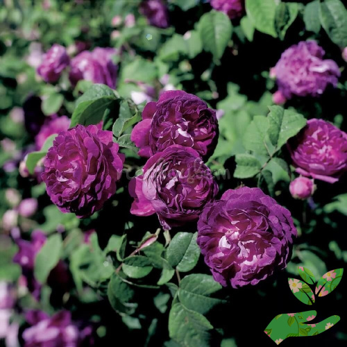 Розы Кардинал де Ришелье фото 1