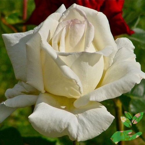 Розы Маунт Шаста фото 1