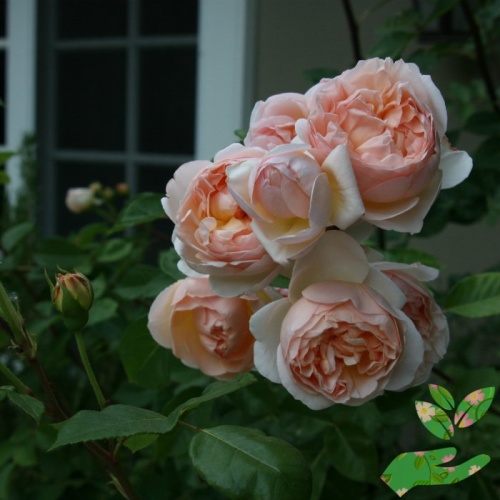 Розы Эвелин фото 1