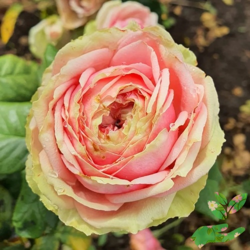 Розы Питахайя фото 1