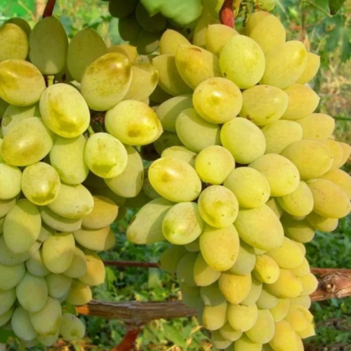 Виноград Тимур фото 3