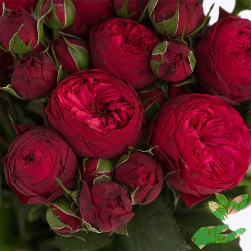 Розы Пиано Фриленд фото 1