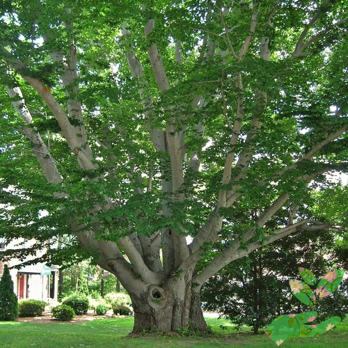 Лиственное дерево Бук фото 1