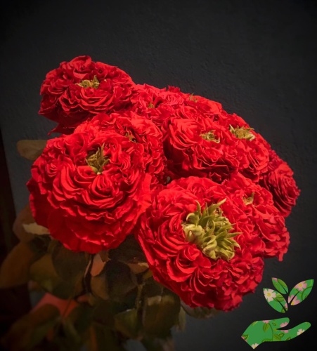 Розы Ред Айс фото 1