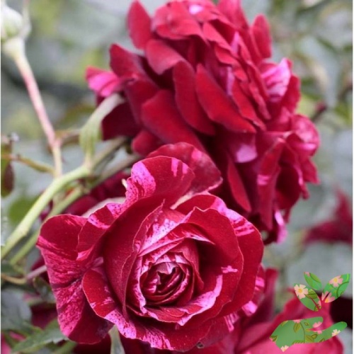 Розы Дип Импрешн фото 1