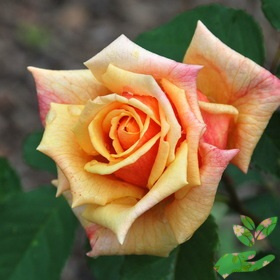 Розы Конго фото 1