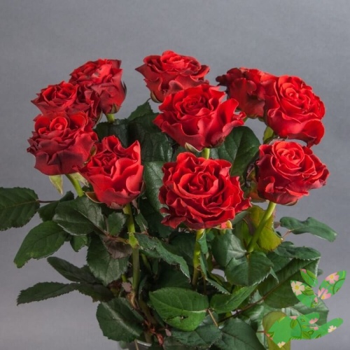 Розы Эль Торо фото 1