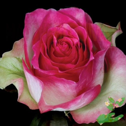 Розы Малибу фото 1