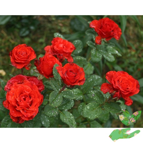 Розы Самурай фото 1