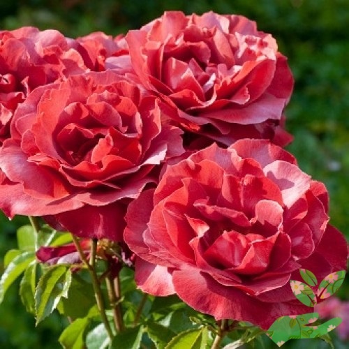 Розы Хот Блад фото 1