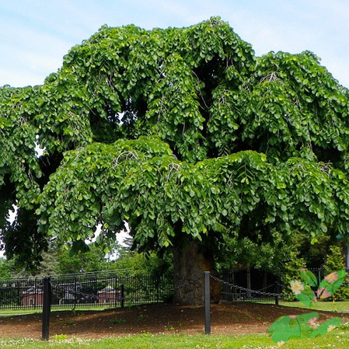 Лиственное дерево Вяз фото 1