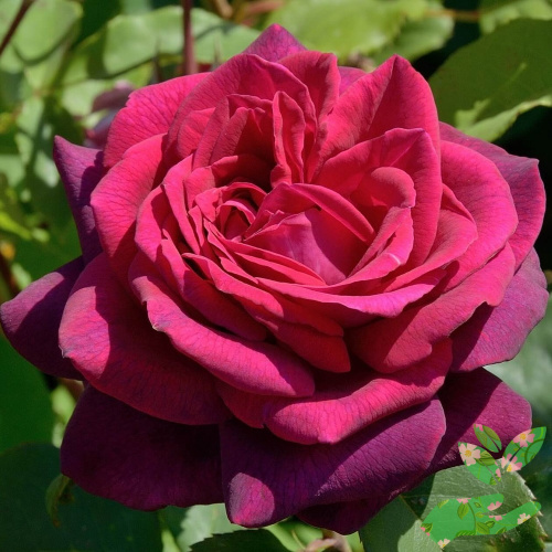 Розы Графиня Диана фото 1