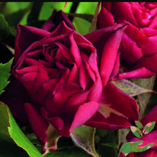 Розы Кларет Пикси фото 1