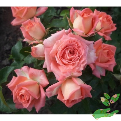 Розы Эльдорадо фото 1