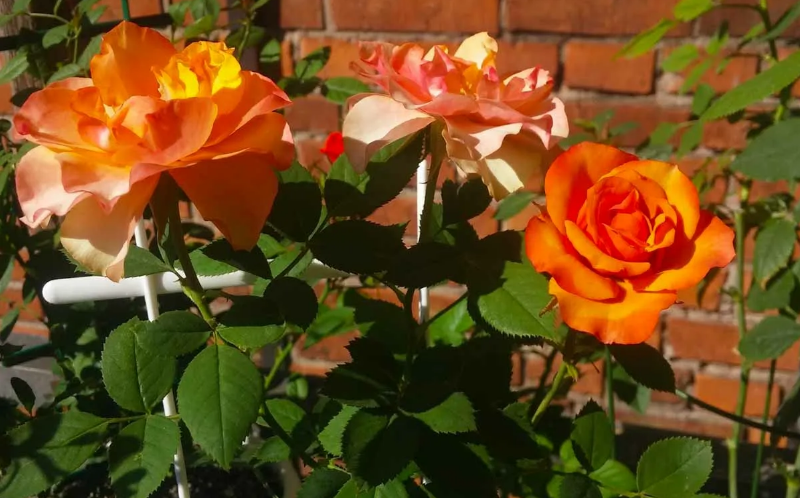 Розы Импала Кордана фото 2