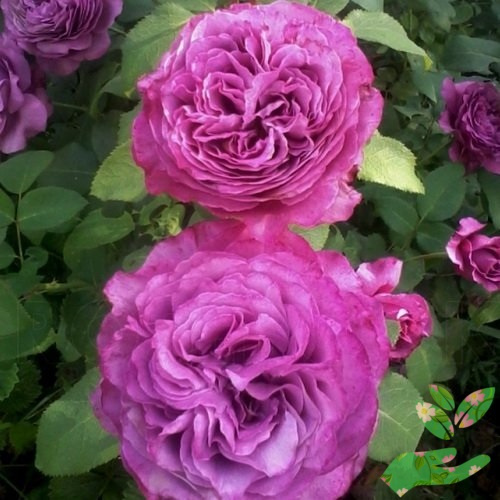 Розы Клод Брассер фото 1
