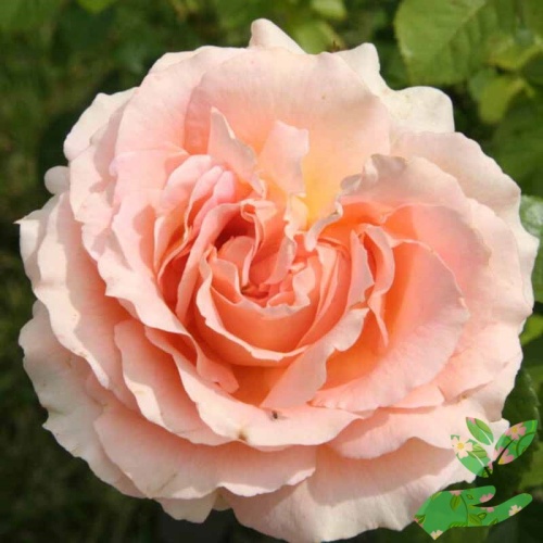 Розы Полька фото 1