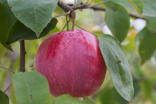 Саженцы яблони Флорина фото 4