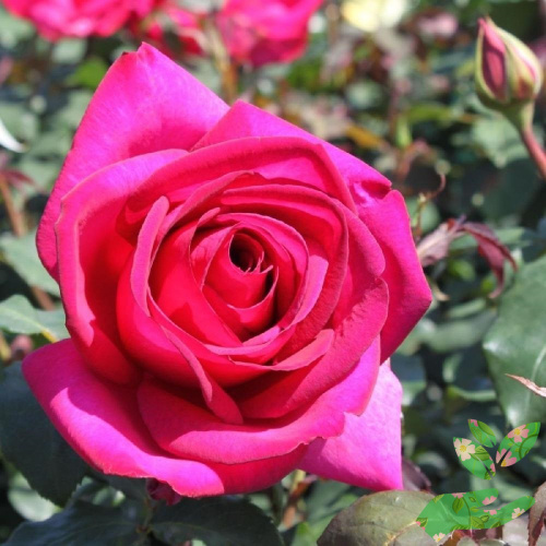 Розы Пароле фото 1