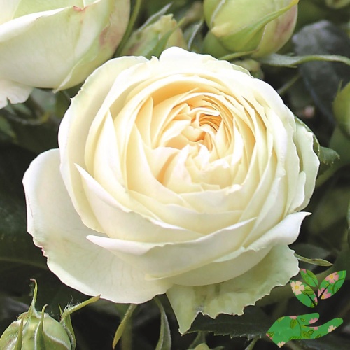 Розы Пиано Веддинг фото 1