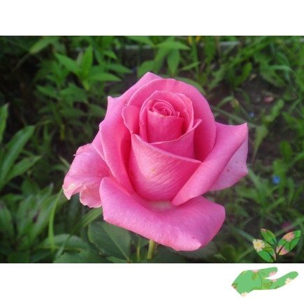 Розы Джакаранда фото 1
