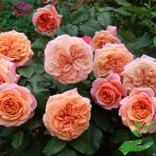 Розы Чип и Дейл фото 1