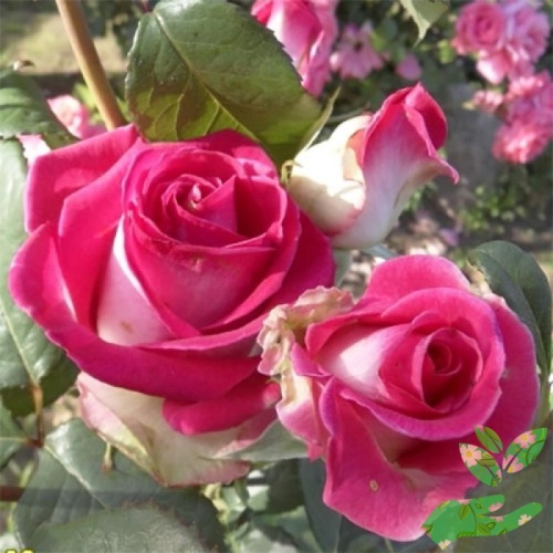 Розы Утро Парижа фото 1