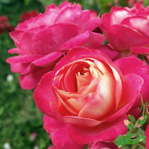 Розы Мидсаммер фото 1