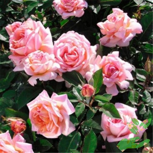 Розы Синьора фото 1