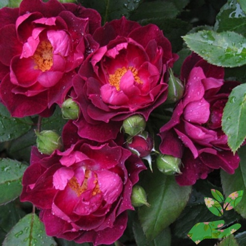Розы Кардинал Хьюм фото 1