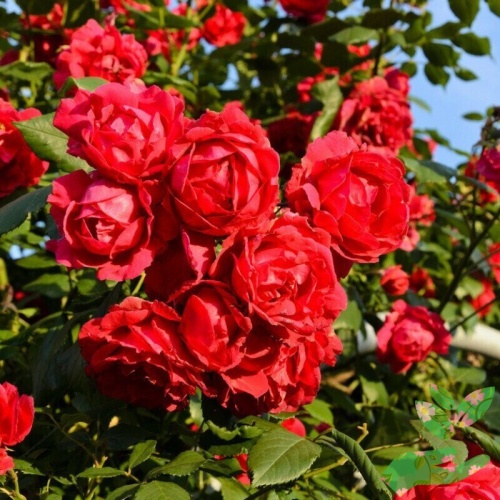 Розы Лавиния фото 1