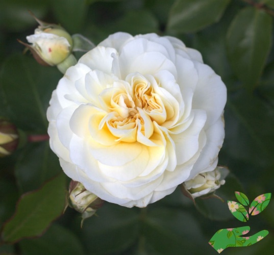 Розы Леди Романтика фото 1