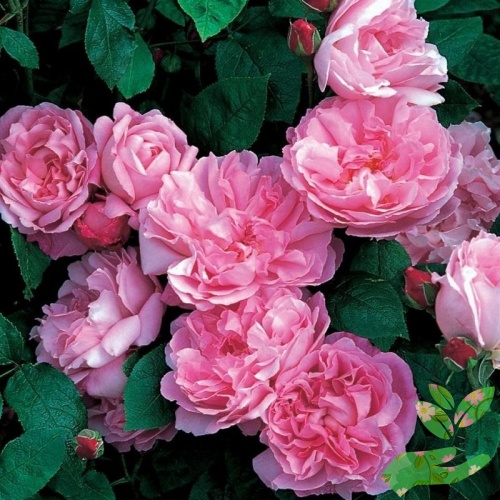 Розы Мери Роуз фото 1