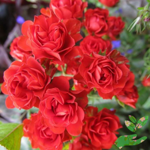 Розы Скарлет Мейяндекор фото 1