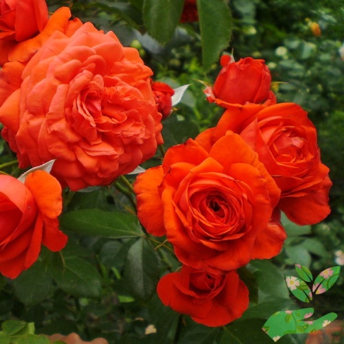 Розы Салита фото 1