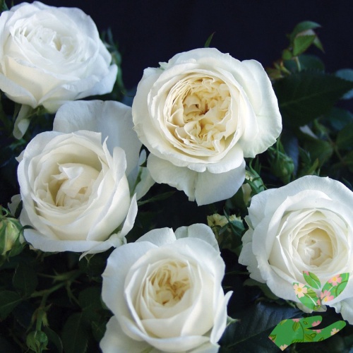 Розы Боинг фото 1