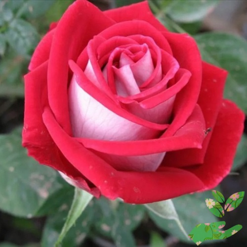 Розы Николь фото 1