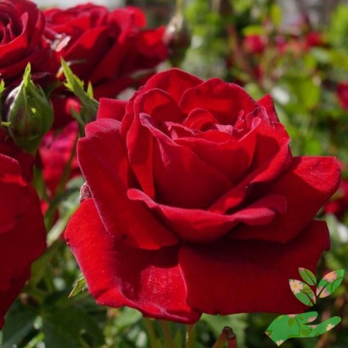 Розы Руби Ред фото 1
