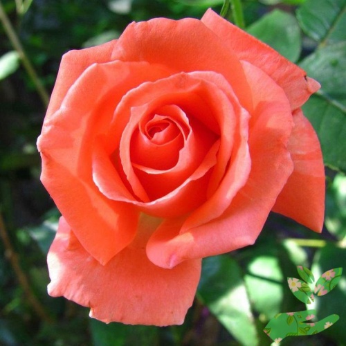 Розы Тропикана фото 1