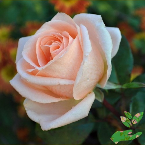Розы Осиана фото 1