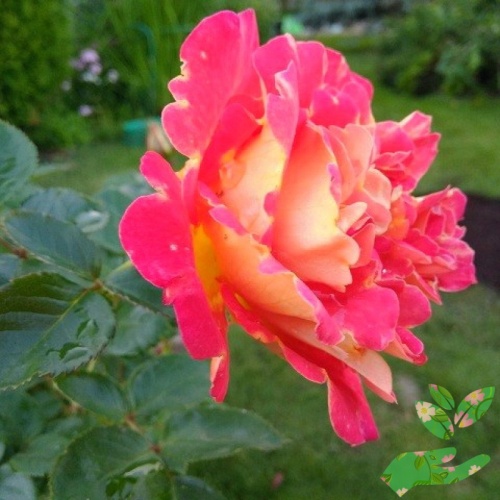 Розы Арлекин фото 1
