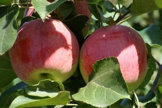 Саженцы яблони Орловская Полосатое фото 2