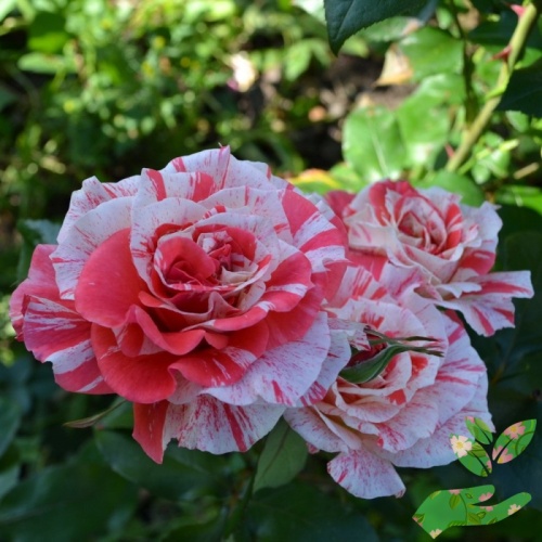 Розы Филателия фото 1