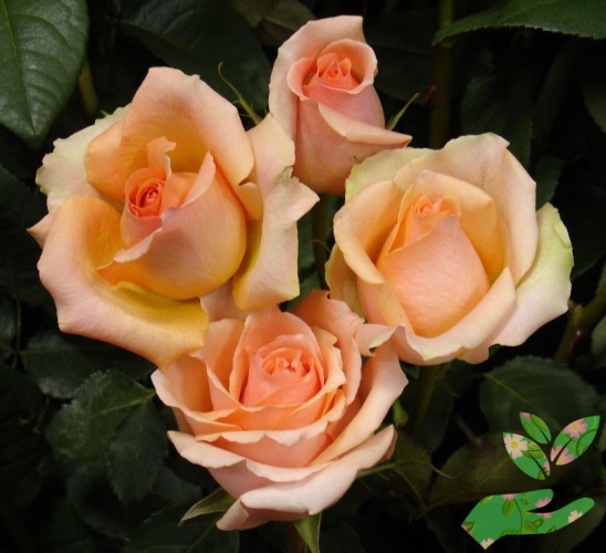Розы Версилия фото 1