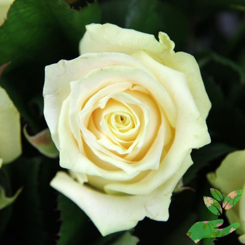 Розы Магади фото 1