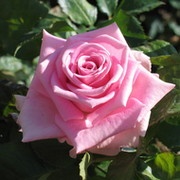 Розы Аква фото 1